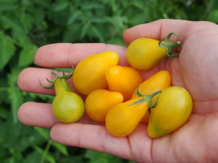 500 Yellow Pear Tomato Seeds VEGETABLE GARDEN HOME FAMILY FUN