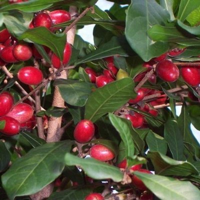 Miracle Fruit Seeds - End your dependence on sugar home garden plant