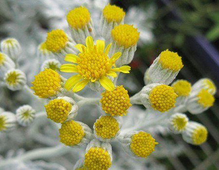 ghost WHITE PLANT CUTTING Dusty Miller Groundsel Ragwort Butterweed Senecio Flower GARDEN HOME HOBBY