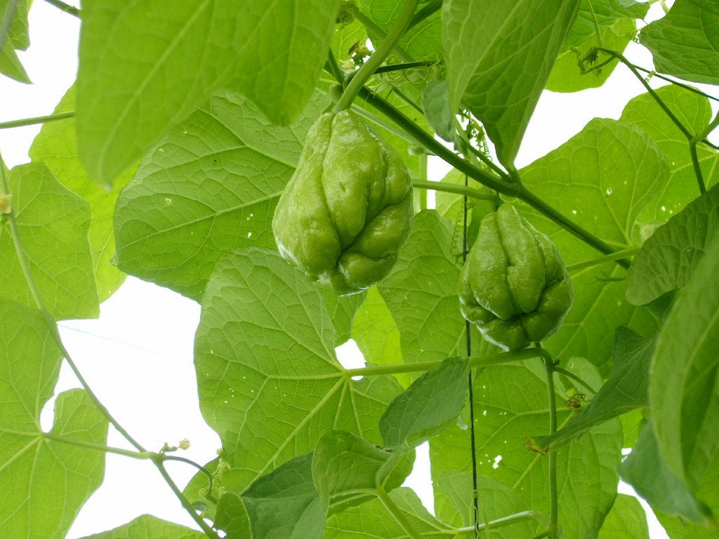 chayote vegetable pear fruit seed plant home garden cooking hobby