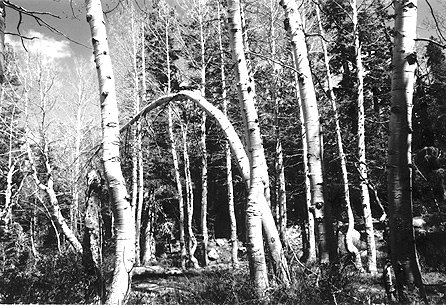 "Ageless Forest"