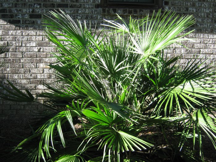 European Fan Palm (Chamaerops humilis) 20 seeds