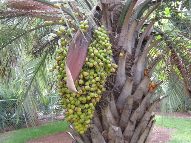Pindo Palm (Butia capitata) 25 seeds
