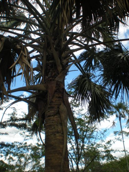 Sabal domingensis (Dominican Hat Palm) 25 seeds