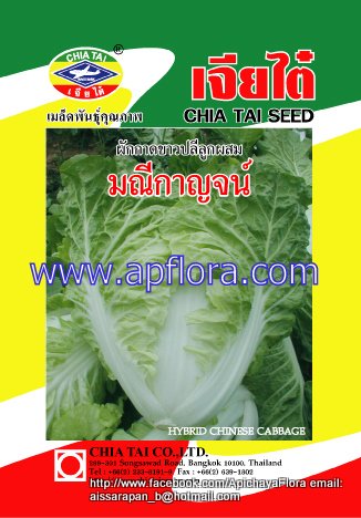 Apichaya Flora Vegetable seeds Chinese Cabbage-Maneekarn