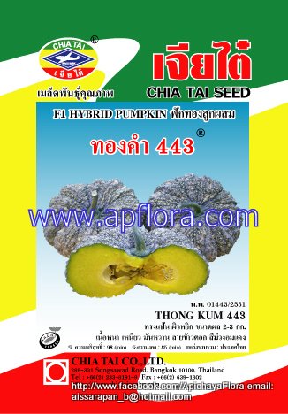 Apichaya Flora Vegetable seeds Pumpkin-Thongkam443
