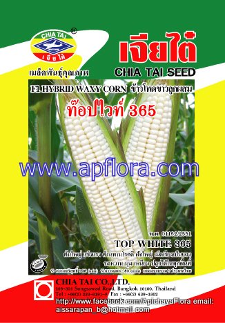 Apichaya Flora Vegetable seeds Sweet Corn-TOP-WHITE-365