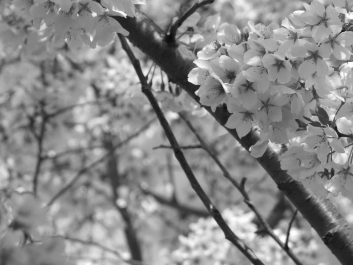 Sakura Shade