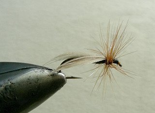 Dry Flies & Wulfs f72