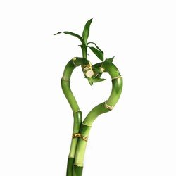 Heart Shaped Lucky Bamboo Stalk