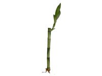 Lucky Bamboo Stick