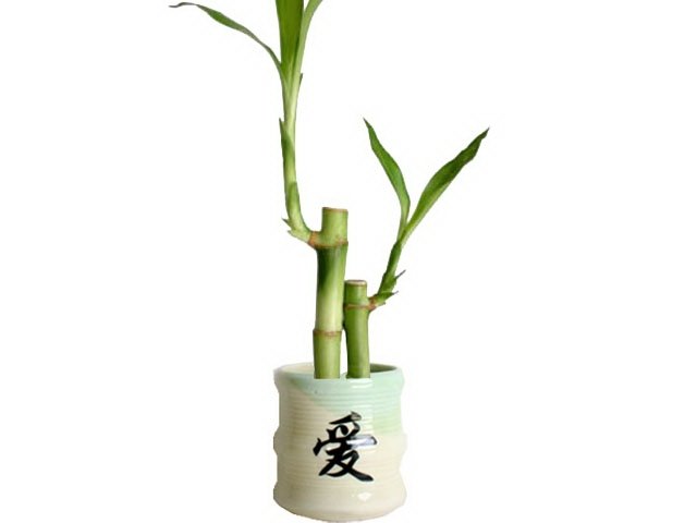 2 lucky bamboos with symbolic love pot.