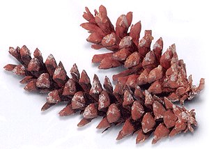 Assorted Pine Cones (25)