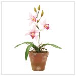 #36598 Pink Orchids In Pot