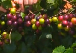 2 Muscadine Grape Vine plant, Male & Female