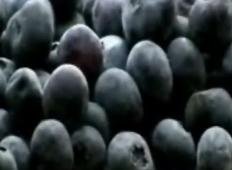 2 Blueberry Fruit Bushes plants, Fruiting Size