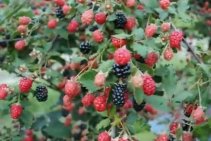 4 Blackberry Bushes live plants, Thornless