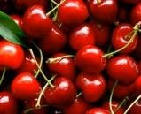 Delicious Cherry Tree Plant, Grow your own Fruit