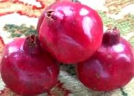 Pomegranate live Planting Tree Ready to Grow