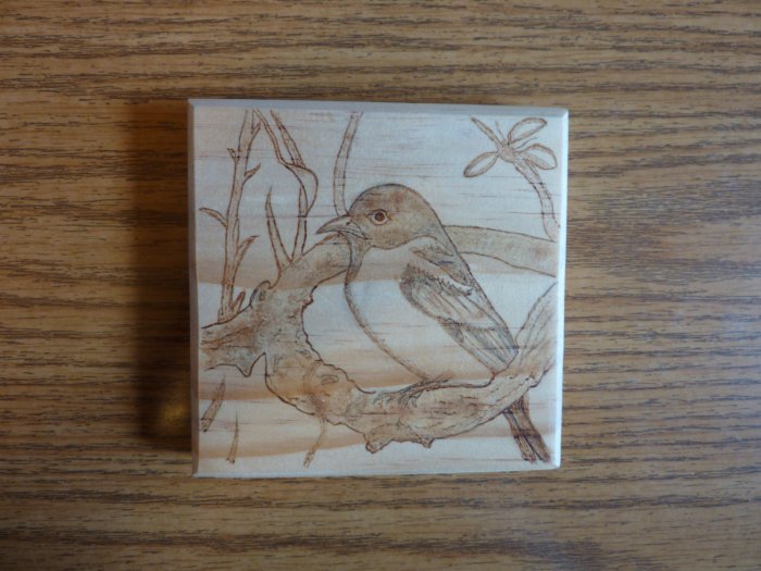 Baltimore Oriole