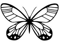 butrfly019