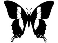 butrfly020