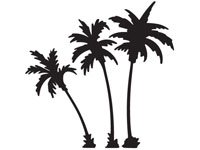 palm002