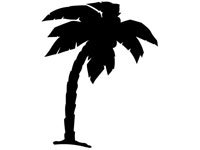 palm013