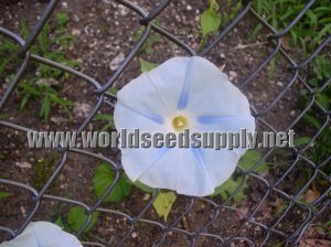 2g FLYING SAUCERS Morning Glory seeds- Ipomoea Tricolor seeds