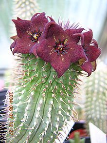 20 Hoodia Ruschii Seeds ~ Succulent- Gordonii cousin