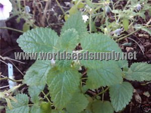 1,500 LEMON BALM SEEDS - Melissa Officinalis