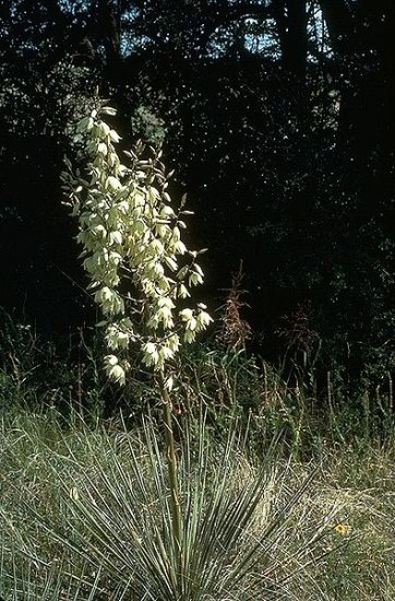 10 Yucca Glauca aka (Angustifolia) SOAPWEED YUCCA SEEDS plant root