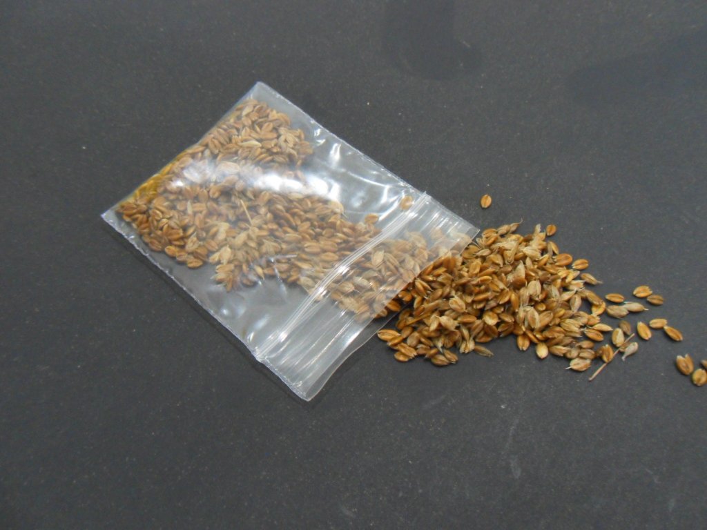 100 SWEET GRASS SEEDS- Heirochloe Odorata SACRED Plant