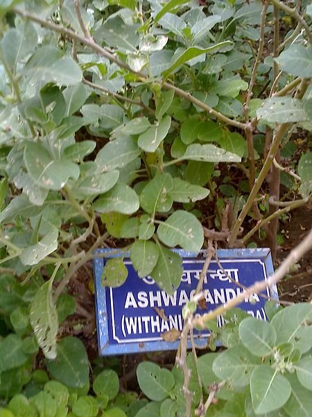 Withania Somnifera INDIAN GINSENG Ashwaganda *20 Ayurvedic herb seeds*