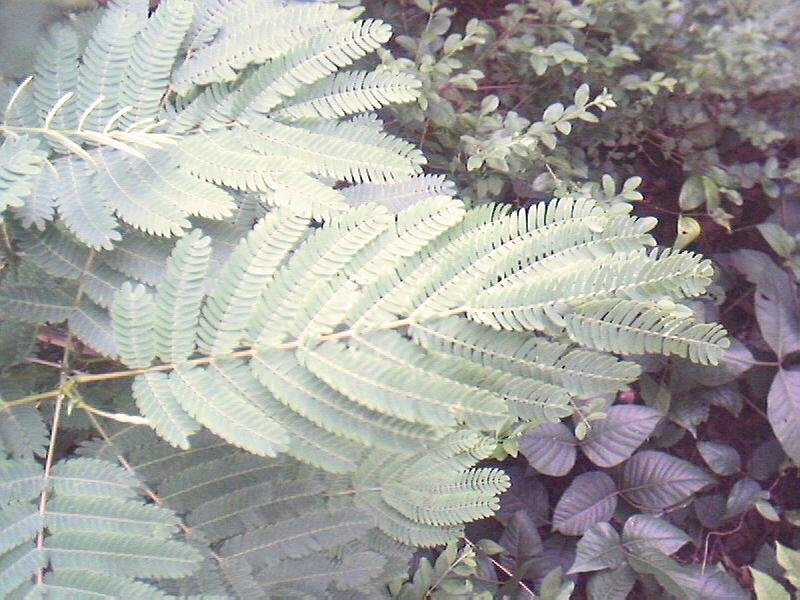 100 ILLINOIS BUNDLEFLOWER seeds