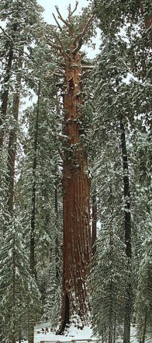 100 GIANT SEQUOIA TREE SEEDS- Sierra Redwood, Sequoiadendron