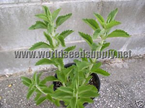 20 STEVIA REBAUDIANA - Sweet Leaf seeds sugar substitute herb