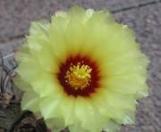 100 ASTROPHYTUM CAPRICORNE v SENILE seeds Goat's Horn