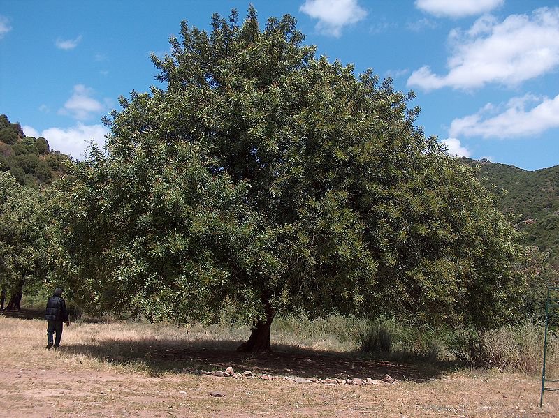 5 CAROB TREE SEEDS- St. John's Bread - Edible Biblical Shrub - CERATONIA SILIQUA