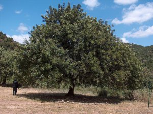 5 CAROB TREE SEEDS- St. John's Bread - Edible Biblical Shrub - CERATONIA SILIQUA