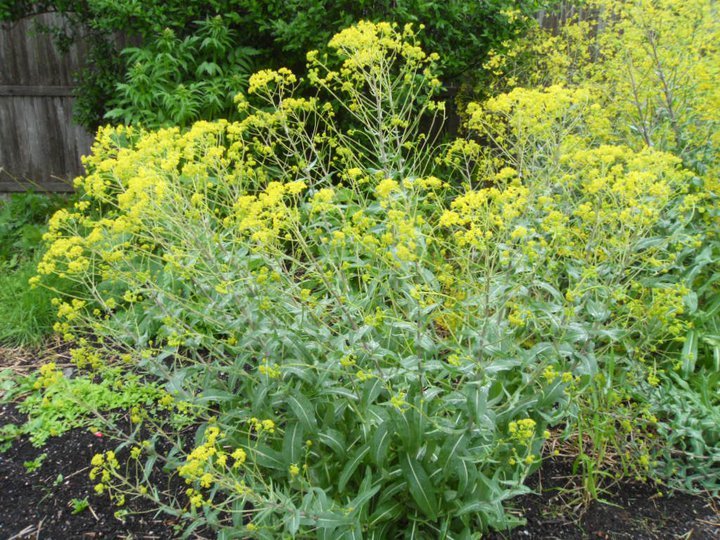 100 seeds ISATIS TINCTORIA Natural Dye *DYER'S WOAD*