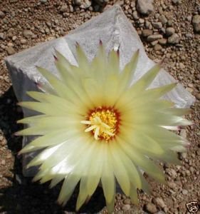 20 ASTROPHYTUM COAHUILENSE Bishop's Cap seeds