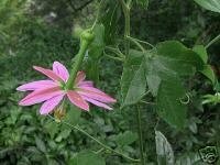 PASSIFLORA MOLLISSIMA - BANANA PASSION FRUIT seeds