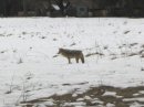 Coyote