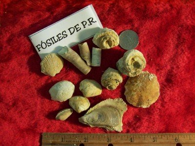 Bag of Mixed Cretaceous Fossils from Puerto Rico