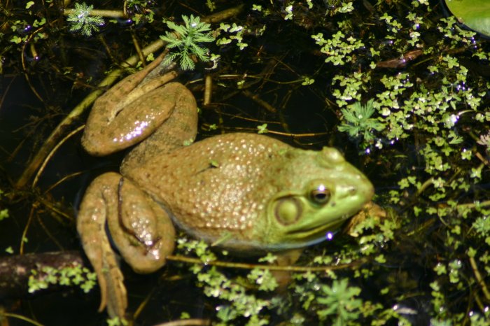 Froggie Froggie