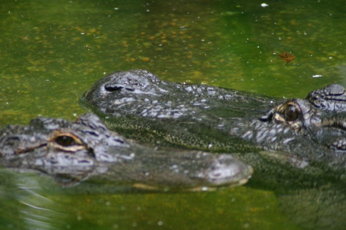 Gator love
