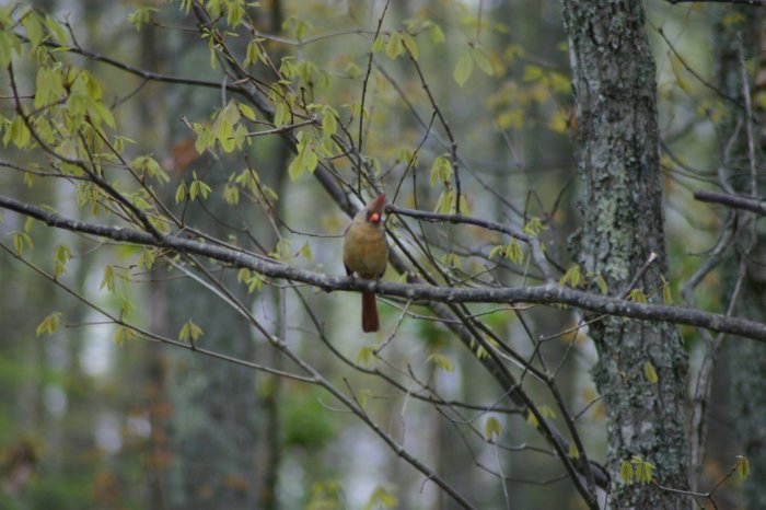 Female Cardinal