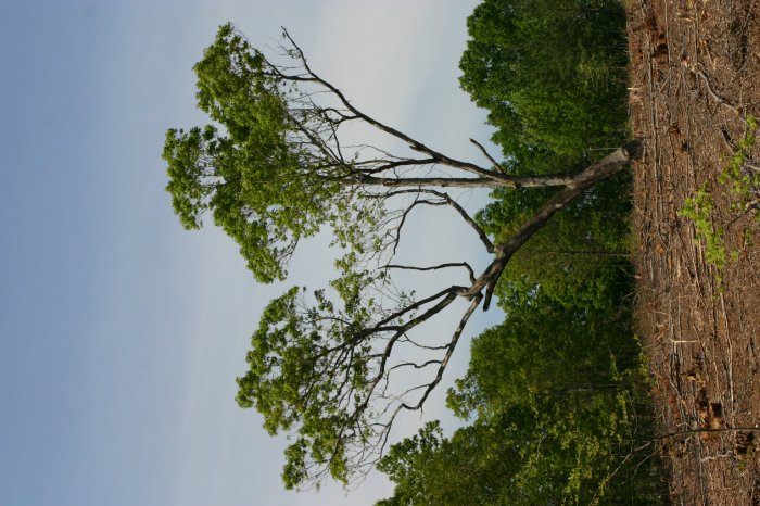 Tree alone