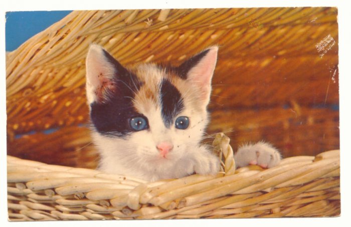BLUE EYED KITTEN IN BASKET, VINTAGE CHROME Vintage POSTCARD 54